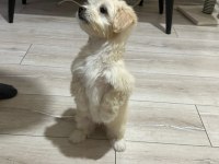 55 GÜNLÜK DİŞİ MALTİPOO