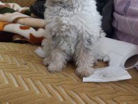 Terrier 0 numara