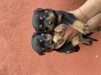 40 günlük koca kafa rottweiler yavrular