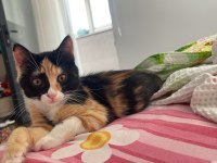 TÜM EŞYALARIYLA BİRLİKTE KEDİMİZİ SAHİPLENDİRİYORUZ