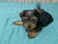 Teker yorkshire terrier