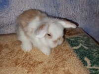 Teddy lop tavşan yavrular mavi göz yavrular