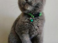 Gri Scottish Fold Dişi