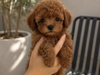 Minikli Ve Sevimli Poodle Yavrular