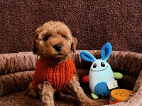 Ailesine Gitmeyi Bekleyen Bir Poodle Bebek