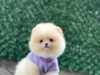 Sevimli Pomeranian Köpekler