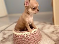 anne altından chihuahua (şivava) bebekler