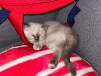 İlk gelen alır oyun hastası british shorthair