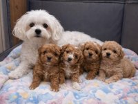 Maltipoo Yavrularımız