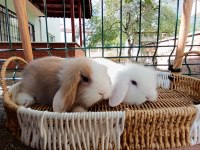 Hollanda Teddy Lop Tavşanı Yavrular