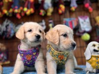 Golden Retriever Bebekler Her Ailenin Hayali