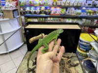 Cites belgeli yavru yeşil iguana