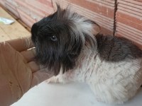 Erkek guinea pig fazlalık