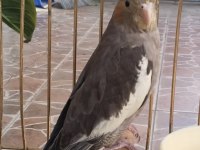 Yeni YEME DÜŞMÜŞ ısırma bilmez bebek sultan papağanı
