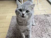 British Shorthair 3 Yaşında