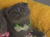 Ayı suratlı blue scottish fold bebeğim