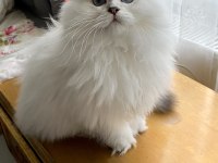 75 günlük biblo gibi yavru scottish fold