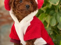 Kore Toy Poodle yavrularımız