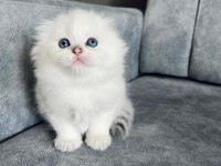 2 Aylık Erkek Uzun Tüylü Scottish Fold