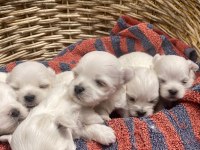 SIFIR NUMARA MALTESE KÖPEKLER