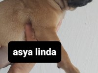ERKEK PUG MOPS