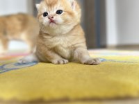 Golden ny12 erkek british shorthair