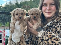Toy Poodle Bebekler