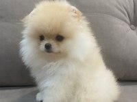 Mükemmel Ayı Surat Pomeranian Boo