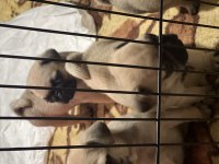 ANNE ALTINDAN SAĞLIKLI SEVİMLİ ORJINAL PUG YAVRULARI