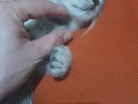 British Shorthair 3 minik kız kardeşler