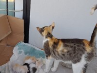 KEDİM VE MİNİK YAVRULARI
