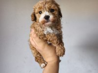Maltipoo Bebekler
