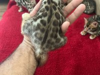 Show class bengal kedisi bebekler