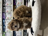 Irkının en güzel örnekleri Maltipoo bebekler