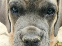 Saf kan mükemmel yavrular cane corso