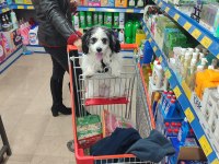 4 aylık nadir ırk köpeğimiz