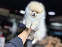 Show kalite pomeranian yavrular