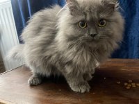 British Longhair Yavrumuza Yuva Arıyoruz