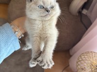 British shorthair blue point safkan bebekler