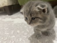 Sevimli yavrular scottish fold