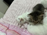 Yeni doğmuş küçük yavru kediler