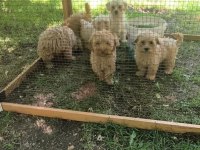 MALTİPOO Bebekler