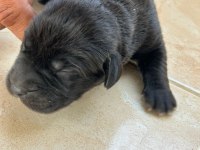 Cane corso yavrularımız