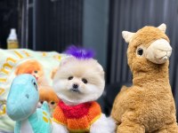 pomeranian boo 60 günlük köpekler