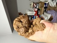 Şirin Ev Poodle Köpekleri