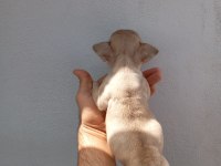 Meraklısına French Bulldog