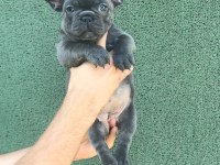 Top kalite Blue french bulldog