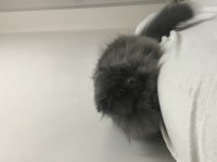 Scottish fold longhair sahiplendirme ilanı