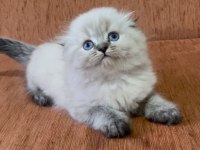 Scottish fold longhair lynx point kızım