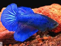 Dişi erkek taç kuyruk ve halfmoon betta